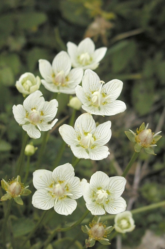 Parnassia palustris