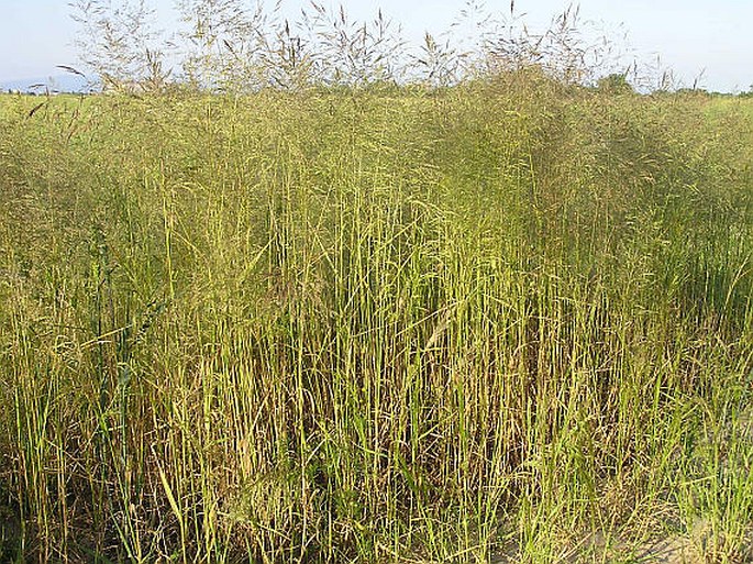 APERA SPICA-VENTI (L.) P. Beauv. – chundelka metlice / metlička obyčajná