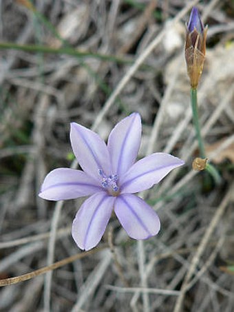 Aphyllanthes monspeliensis