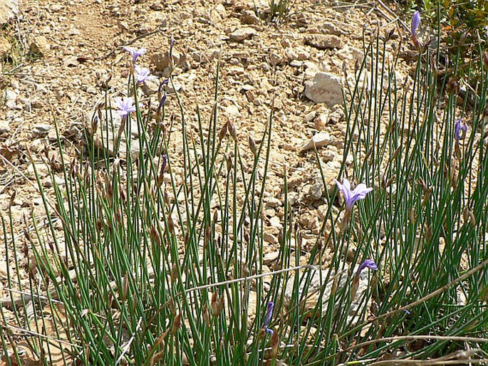 Aphyllanthes monspeliensis