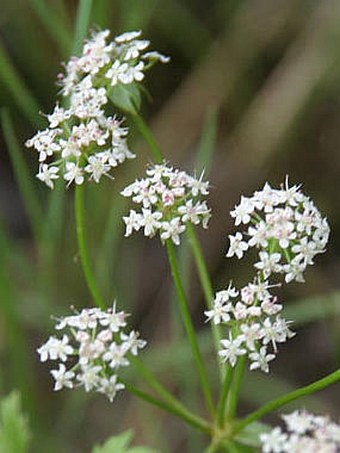 Apium repens