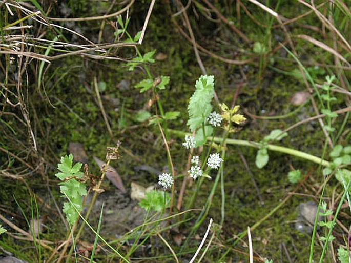 Apium repens