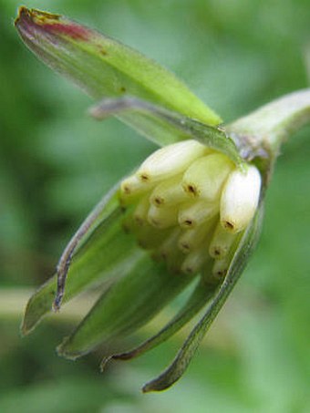 Aposeris foetida