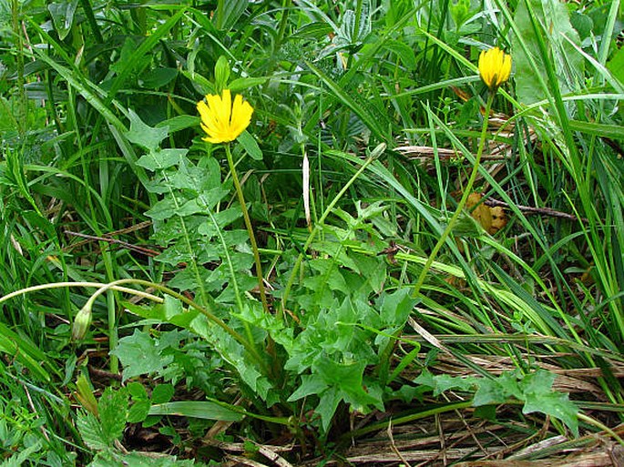 Aposeris foetida