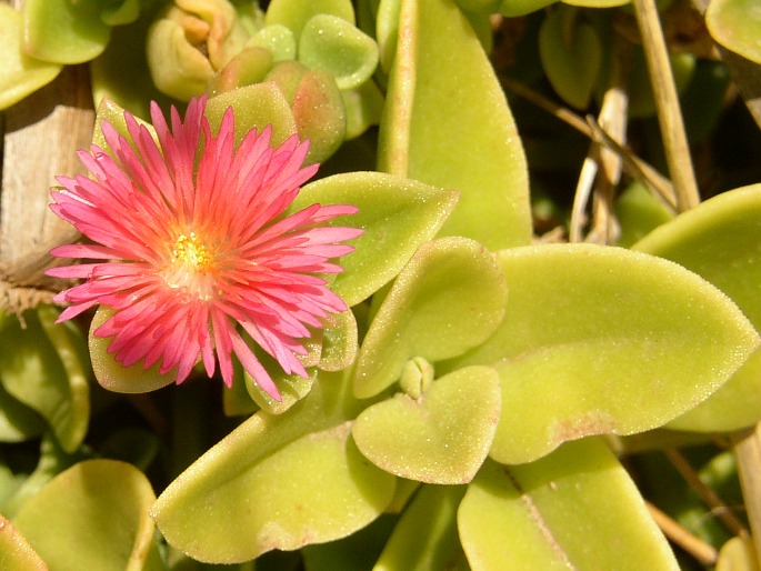 APTENIA CORDIFOLIA (L. f.) Schwantes