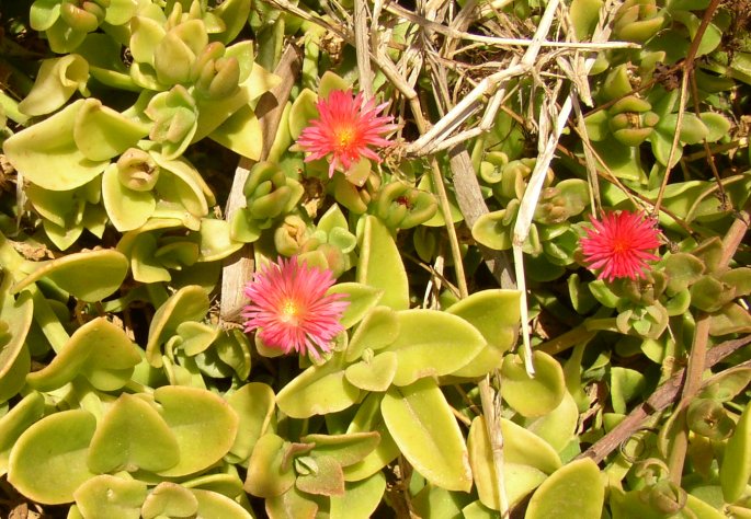 Aptenia cordifolia