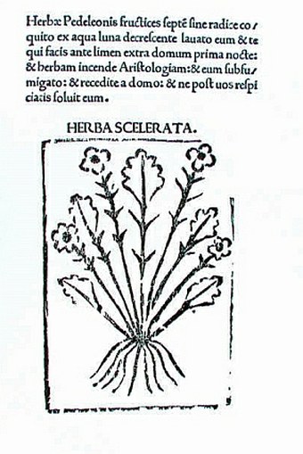 Herbarium Apulei - 1481