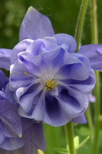 Aquilegia vulgaris