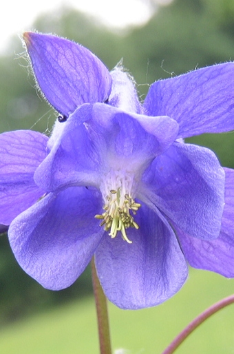 Aquilegia vulgaris