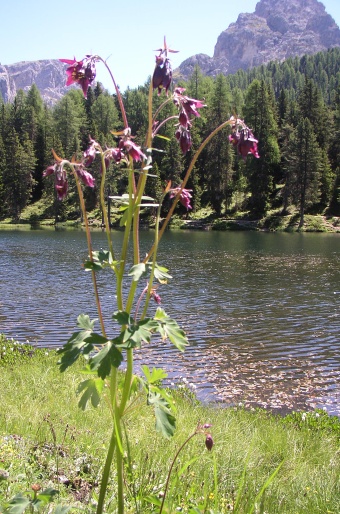 Aquilegia atrata