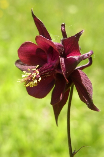 Aquilegia atrata