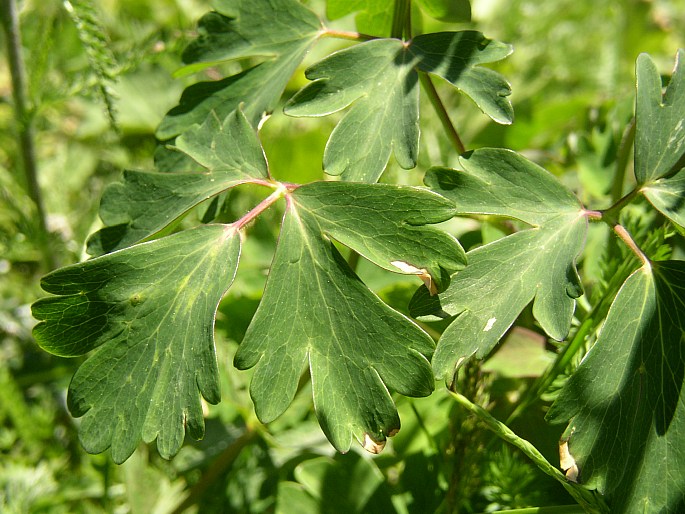 Aquilegia atrata