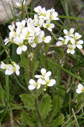 Arabis alpina