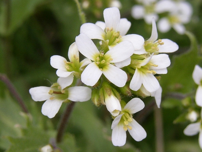 Arabis alpina