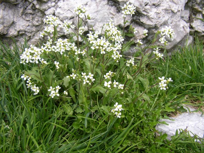 Arabis alpina