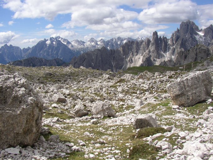 Arabis alpina