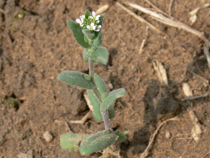 Arabis auriculata