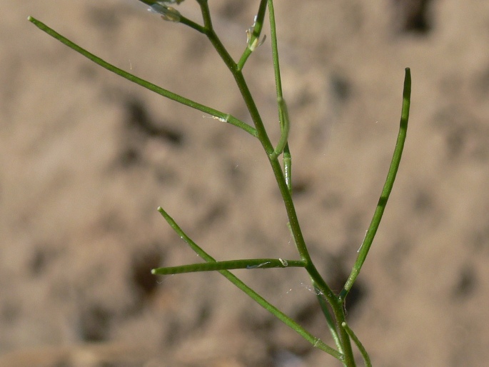 Arabis auriculata