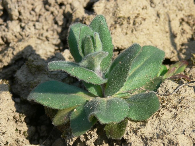 Arabis auriculata