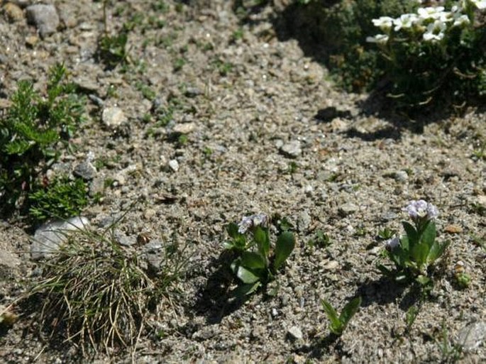 Arabis caerulea