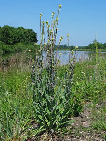 Arabis glabra