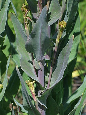 Arabis glabra