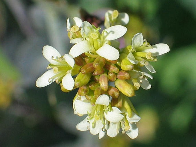 Arabis glabra