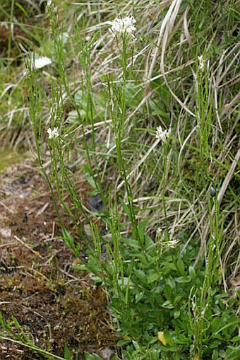 Arabis soyeri subsp. subcoriacea