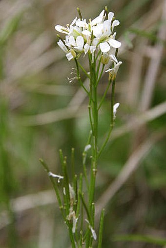 Arabis soyeri subsp. subcoriacea