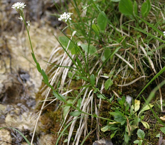 Arabis soyeri subsp. subcoriacea