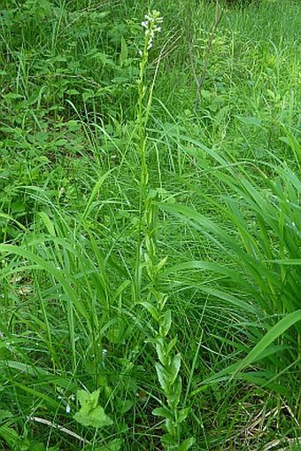 Arabis nemorensis