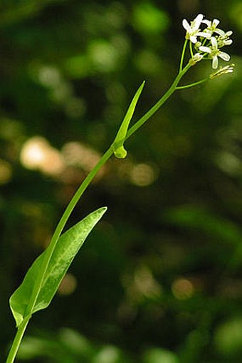 Arabis pauciflora