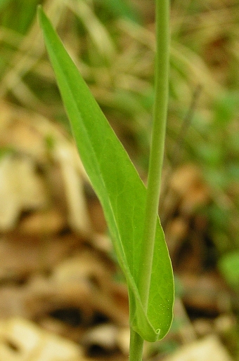 Arabis pauciflora