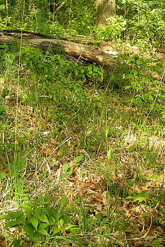 Arabis pauciflora