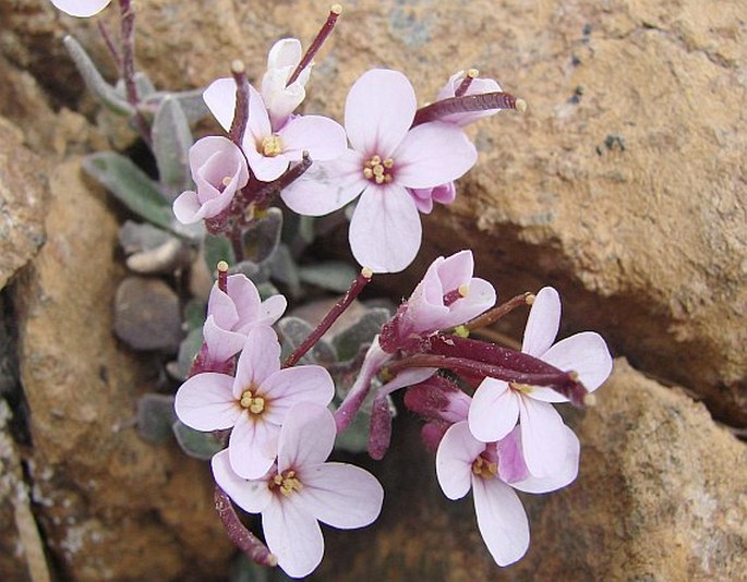 Arabis purpurea