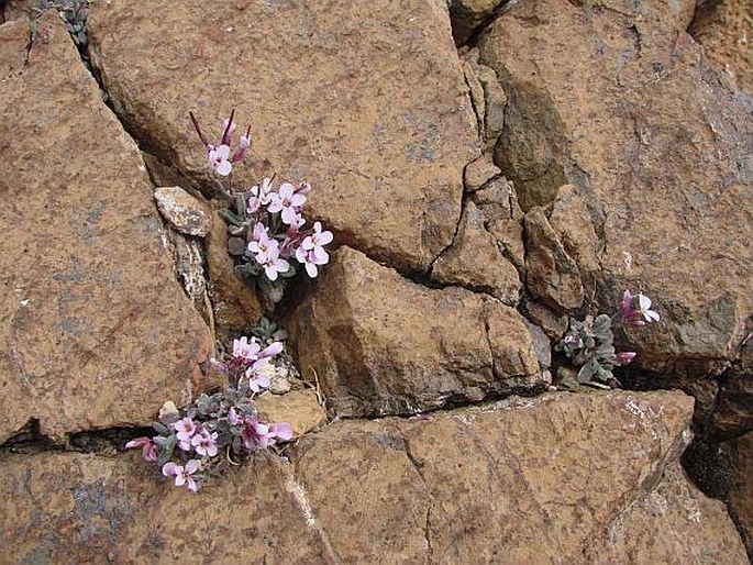 Arabis purpurea