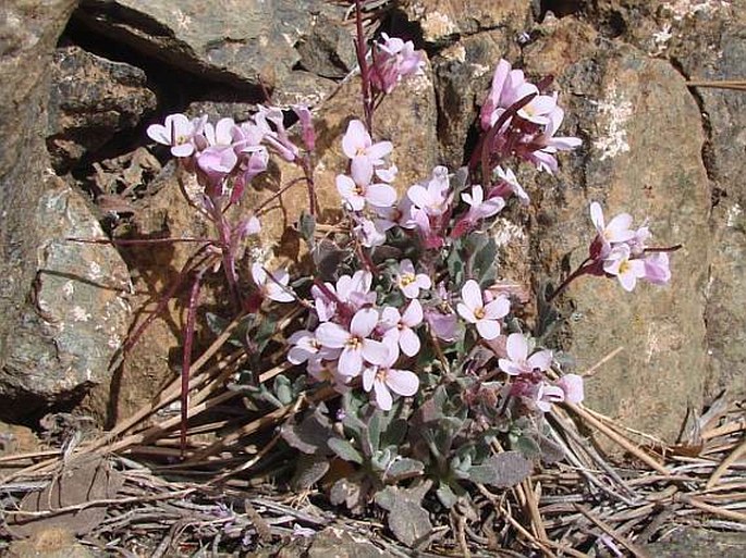 Arabis purpurea