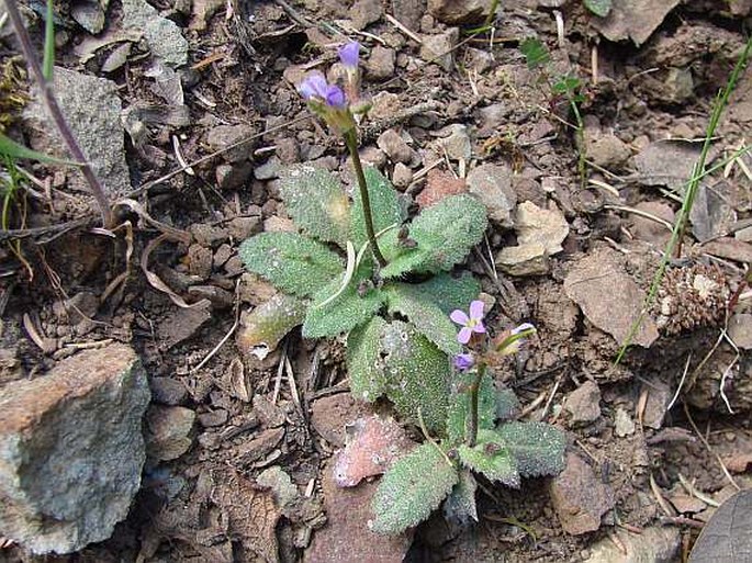 Arabis verna