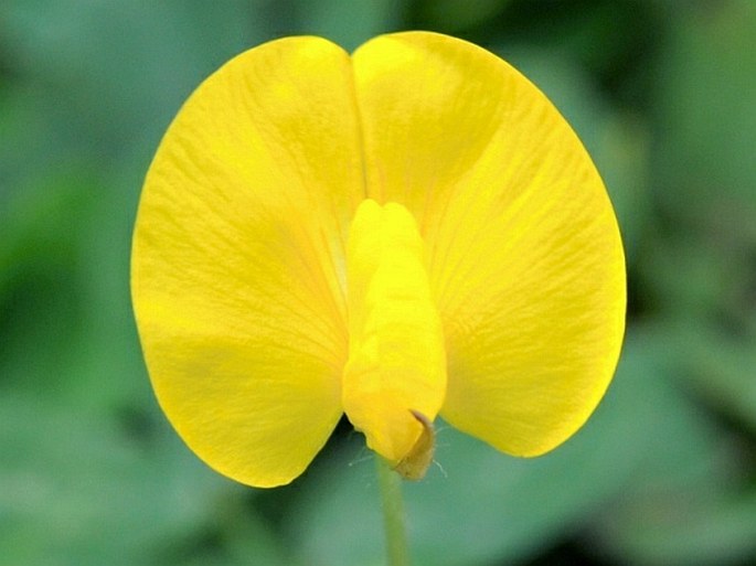 Arachis pintoi