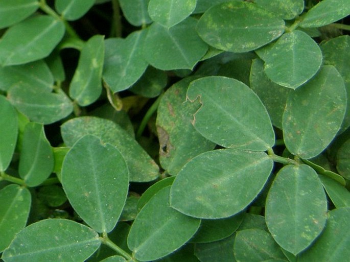 Arachis pintoi