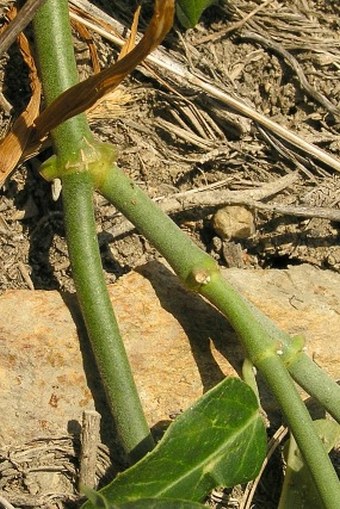 Araujia sericifera