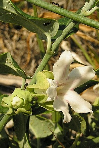 Araujia sericifera