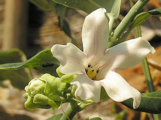 ARAUJIA SERICIFERA Brot.