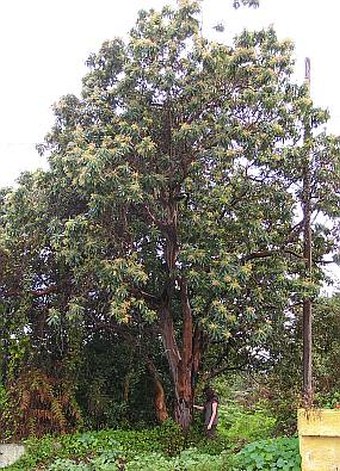 Arbutus canariensis