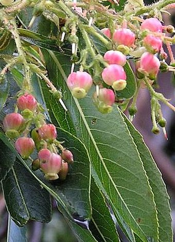 Arbutus canariensis