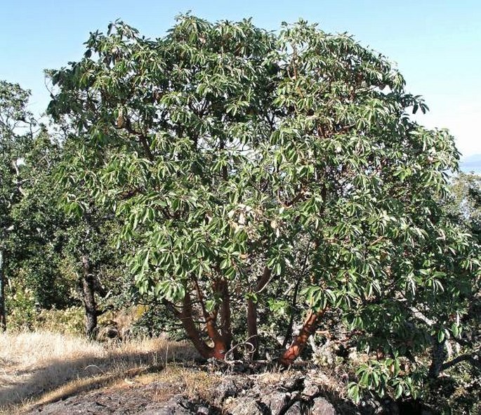 ARBUTUS MENZIESII Pursh - planika