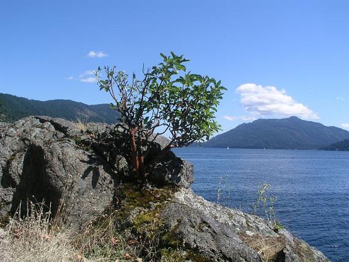 Arbutus menziesii