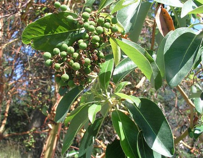 Arbutus menziesii