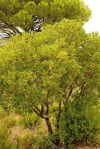 Arbutus unedo