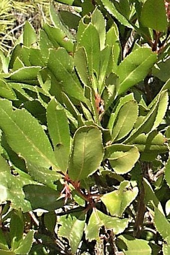 Arbutus unedo